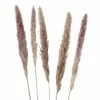 6er-Set Dekozweige - Natur - Pampasgras