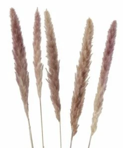 6er-Set Dekozweige - Natur - Pampasgras