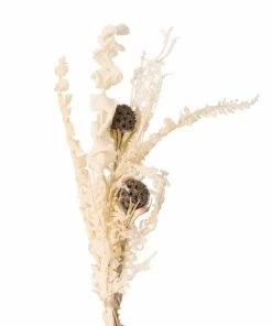 Trockenblume - Beige - 32 Cm Hoch