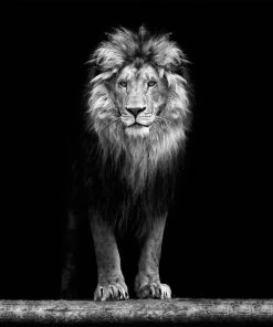 Keilrahmenbild LÖWE - Schwarz-weiß - 35x35 Cm