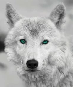 Keilrahmenbild WOLF - Schwarz-weiß-türkis - 35x35 Cm