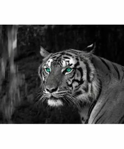 Keilrahmenbild TIGER- Schwarz-weiß-türkis - 60x90 Cm