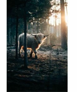 Keilrahmenbild HOCHLANDRIND - 78x118 Cm