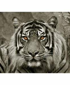 Keilrahmenbild TIGER - 118x78 Cm