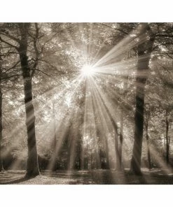 Keilrahmenbild WALD - 118x78 Cm