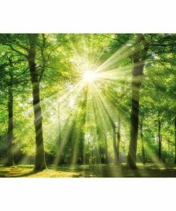 Keilrahmenbild WALD - 118x78 Cm