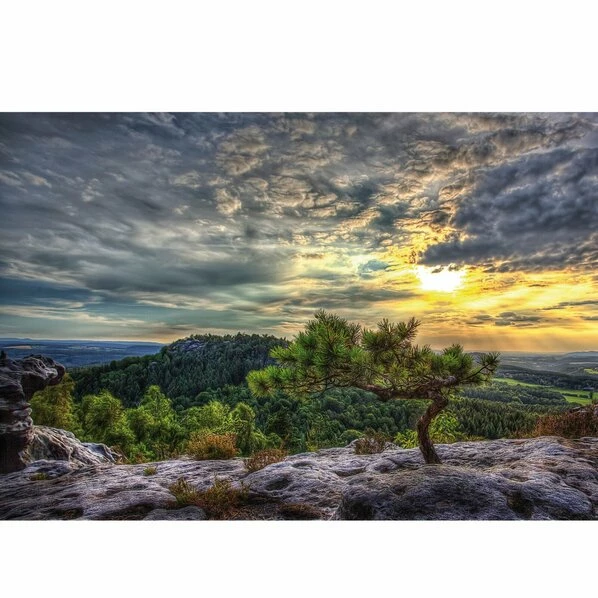 Keilrahmenbild KIEFER - 118x78 Cm