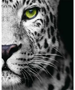 Deco Panel LEOPARD AUGEN S/W - 40x50 Cm