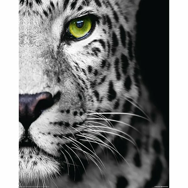 Deco Panel LEOPARD AUGEN S/W - 40x50 Cm 1 Deco Panel LEOPARD AUGEN S/W - 40x50 Cm
