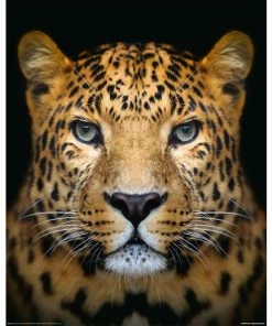 Deco Panel LEOPARD KOPF - 40x50 Cm