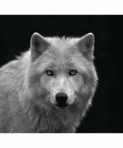 Deco Panel WEISSER WOLF BLAUE AUGEN S/W - 40x50 Cm