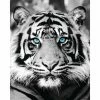 Deco Panel TIGER BLAUE AUGEN S/W 40x50 Cm