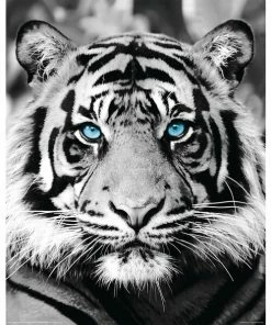 Deco Panel TIGER BLAUE AUGEN S/W 40x50 Cm