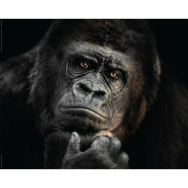 Deco Panel GORILLA - 40x50 Cm