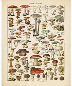Deco Panel PILZE - 40x50 Cm