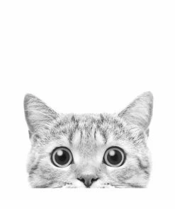 Deco Panel KATZE S/W - 40x50 Cm