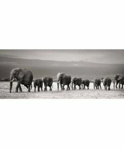 Deco Panel ELEFANTENHERDE - 52x156 Cm
