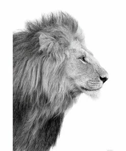 Deco Panel LÖWE - 60x90 Cm