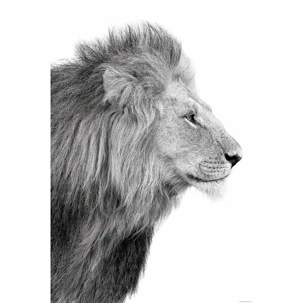 Deco Panel LÖWE - 60x90 Cm