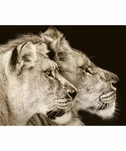 Deco Panel ZWEI LÖWEN - 60x90 Cm