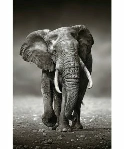 Deco Panel ELEFANT LAUFEND - 60x90 Cm