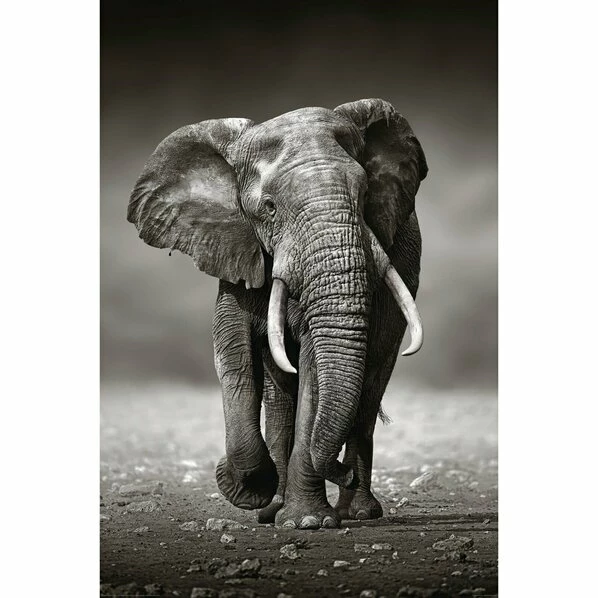 Deco Panel ELEFANT LAUFEND - 60x90 Cm 1 Deco Panel ELEFANT LAUFEND - 60x90 Cm