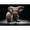 Deco Panel ELEFANT IM WASSER - 100x140 Cm