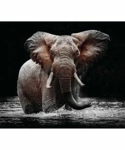 Deco Panel ELEFANT IM WASSER - 100x140 Cm