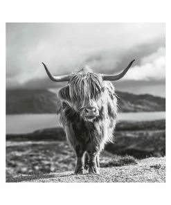 Gerahmtes Bild HIGHLAND COW - Schwarz-weiß - 50x50 Cm