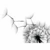 Gerahmtes Bild PUSTEBLUME - 50x70 Cm