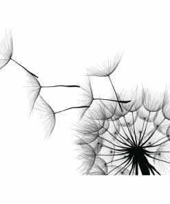 Gerahmtes Bild PUSTEBLUME - 50x70 Cm