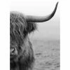 Gerahmtes Bild HIGHLÄNDER S/W - 50x70 Cm