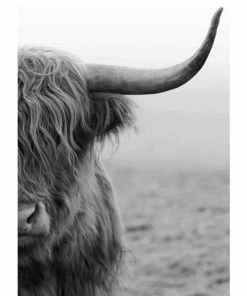 Gerahmtes Bild HIGHLÄNDER S/W - 50x70 Cm