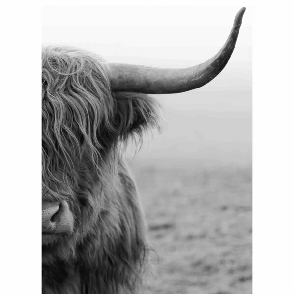 Gerahmtes Bild HIGHLÄNDER S/W - 50x70 Cm