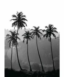 Gerahmtes Bild PALMEN - 50x70 Cm