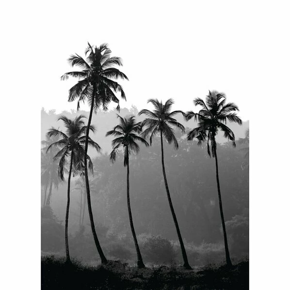 Gerahmtes Bild PALMEN - 50x70 Cm