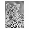 Gerahmtes Bild PANTHER PORTRAIT S/W - 50x70 Cm