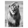 Gerahmtes Bild LÖWE S/W - 50x70 Cm