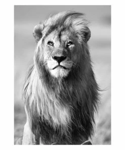 Gerahmtes Bild LÖWE S/W - 50x70 Cm