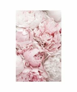 Gerahmtes Bild PEONIS IN PINK - 50x70 Cm