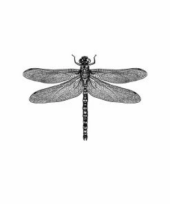 Gerahmtes Bild LIBELLE - 20x30 Cm