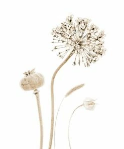 Gerahmtes Bild FLOWER STILLS - 20x30 Cm