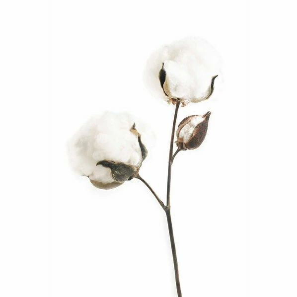 Gerahmtes Bild DOTS OF COTTON - 20x30 Cm