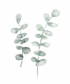 Gerahmtes Bild EUKALYPTUS - 20x30 Cm