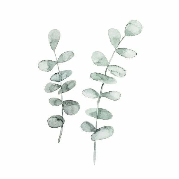 Gerahmtes Bild EUKALYPTUS - 20x30 Cm