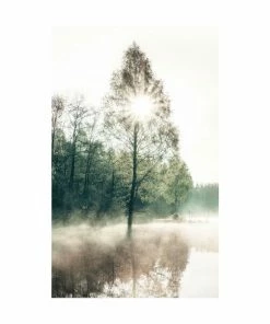 Gerahmtes Bild SUNNY TREE - 20x30 Cm