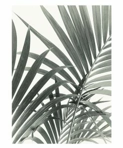 Gerahmtes Bild PALMENBLÄTTER - 30x40 Cm