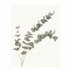 Gerahmtes Bild EUKALYPTUS - 40x50 Cm