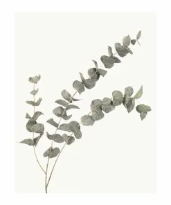 Gerahmtes Bild EUKALYPTUS - 40x50 Cm