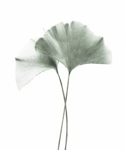 Gerahmtes Bild GINGKO - 40x50 Cm